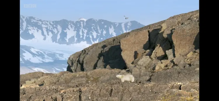 Polar bear (Ursus maritimus) as shown in Frozen Planet - Summer